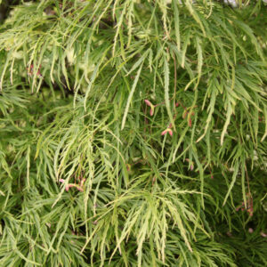 Acer pal. 'Viridis' Green Japanese Laceleaf Maple 18-24", 15 gal