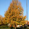Tilia cor. 'Greenspire' Linden, 20 gal 1.5" - Image 2