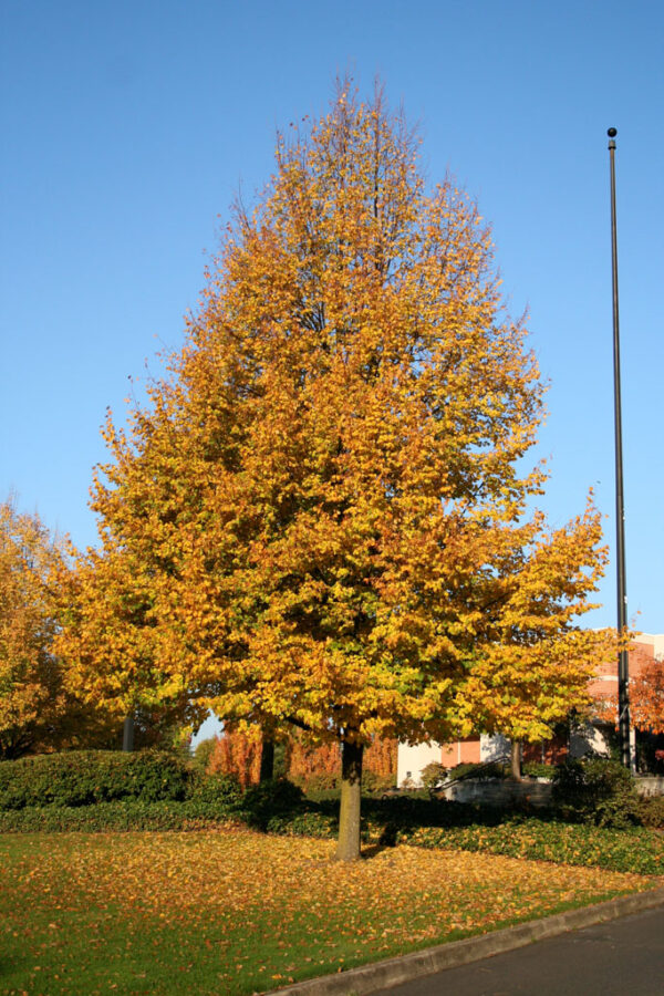Tilia cor. 'Greenspire' Linden, 15 gal 1.25" - Image 2