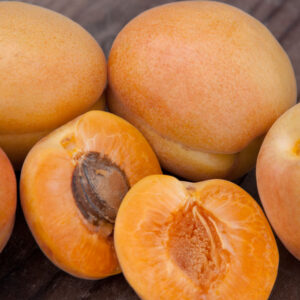 Prunus APRICOT Harcot (self-fruitful), 7 gal