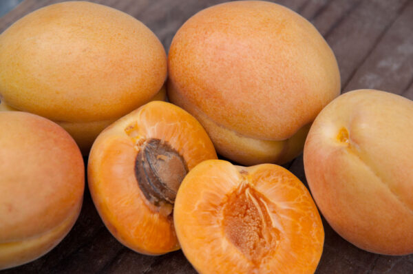 Prunus APRICOT Harcot (self-fruitful), 7 gal