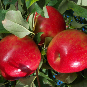 Malus APPLE Honeycrisp, 7 gal