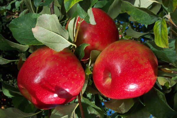 Malus APPLE Honeycrisp, 7 gal