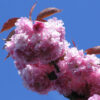 Prunus ser. 'Kwanzan' Flowering Cherry,  15 gal 1.25" 6' graft - Image 2