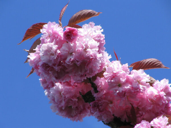 Prunus ser. 'Kwanzan' Flowering Cherry, 5 gal - Image 2