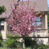 Prunus ser. 'Kwanzan' Flowering Cherry,  15 gal 1.25" 6' graft