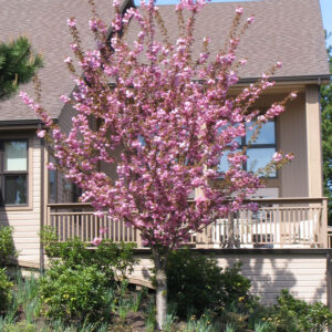 Prunus ser. 'Kwanzan' Flowering Cherry, 5 gal