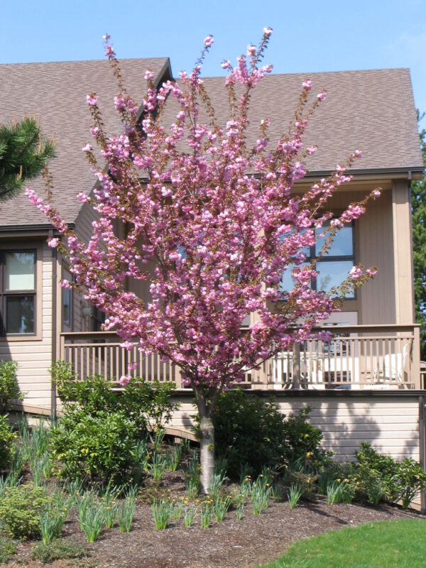 Prunus ser. 'Kwanzan' Flowering Cherry, 5 gal