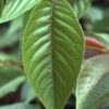 Prunus ser. 'Kwanzan' Flowering Cherry,  15 gal 1.25" 6' graft - Image 3
