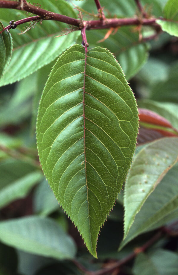 Prunus ser. 'Kwanzan' Flowering Cherry, 5 gal - Image 3