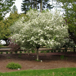 Malus Lollipop Crabapple, 15 gal #1 HD