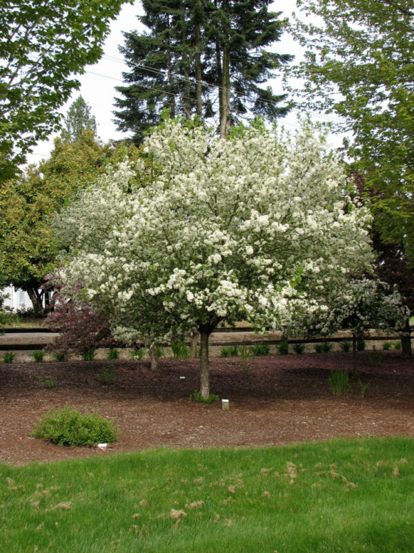 Malus Lollipop Crabapple, 15 gal #1 HD