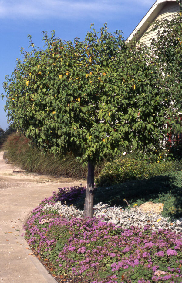 Malus Lollipop Crabapple, 15 gal #1 HD - Image 2