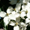 Cornus kou. ‘Milky Way Select’ Dogwood Tree (wht), 20 gal 1.25" - Image 2