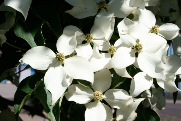 Cornus kou. ‘Milky Way Select’ Dogwood Tree (wht), 20 gal 1.25" - Image 2