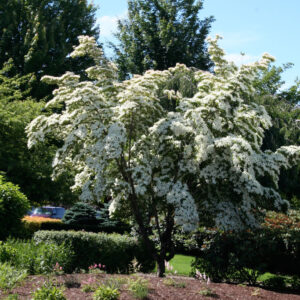 Cornus kou. ‘Milky Way Select’ Dogwood Tree (wht), 20 gal 1.25"