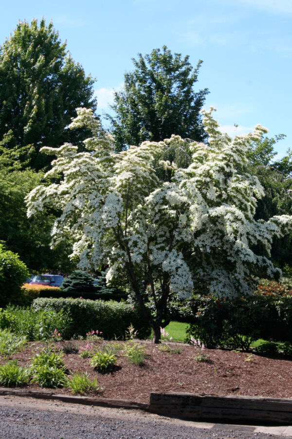 Cornus kou. ‘Milky Way Select’ Dogwood Tree (wht), 20 gal 1.25"
