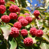 Cornus kou. ‘Milky Way Select’ Dogwood Tree (wht), 20 gal 1.25" - Image 3