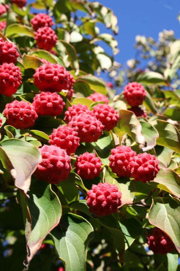 Cornus kou. ‘Milky Way Select’ Dogwood Tree (wht), 20 gal 1.25" - Image 3