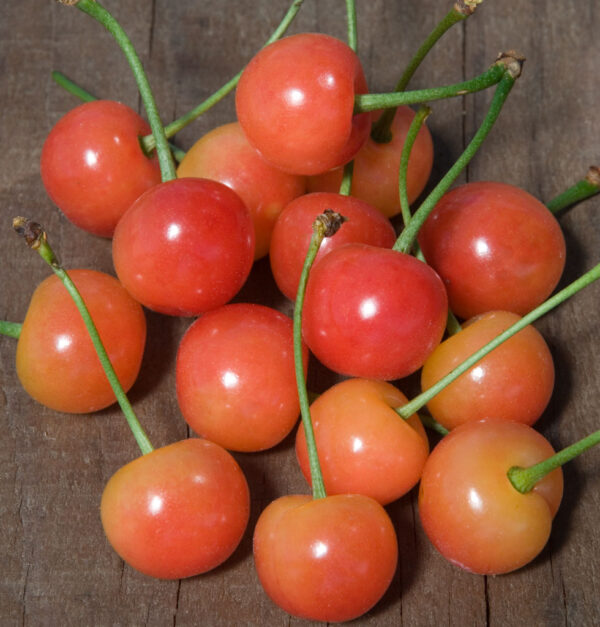 Prunus cis. 'Big Cis' Flowering Sand Cherry Tree, 7 gal 6'