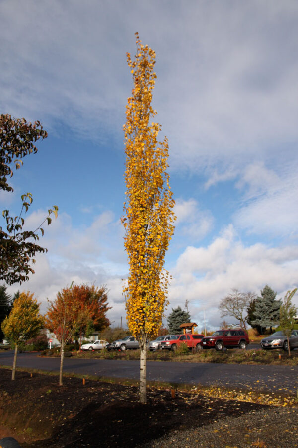 Populus tre. Mountain Sentinel Aspen, 10 gal 1" - Image 2