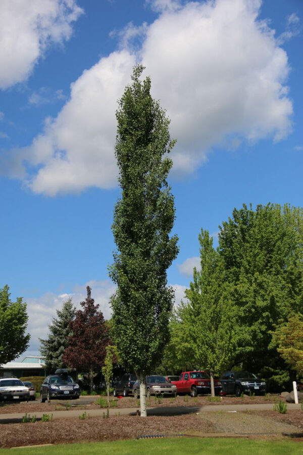 Populus tre. Mountain Sentinel Aspen, 10 gal 1"