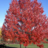Acer rub. ‘October Glory’ Red Maple, 25 gal, 1.75" - Image 2