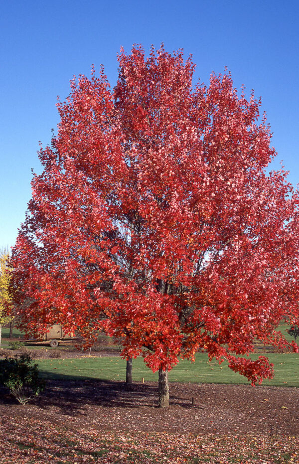 Acer rub. ‘October Glory’ Red Maple, 15 gal 1.25" - Image 2