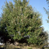 Acer rub. ‘October Glory’ Red Maple, 25 gal, 1.75"