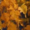 Betula pla. First Editions Parkland Pillar Birch, 7 gal - Image 2