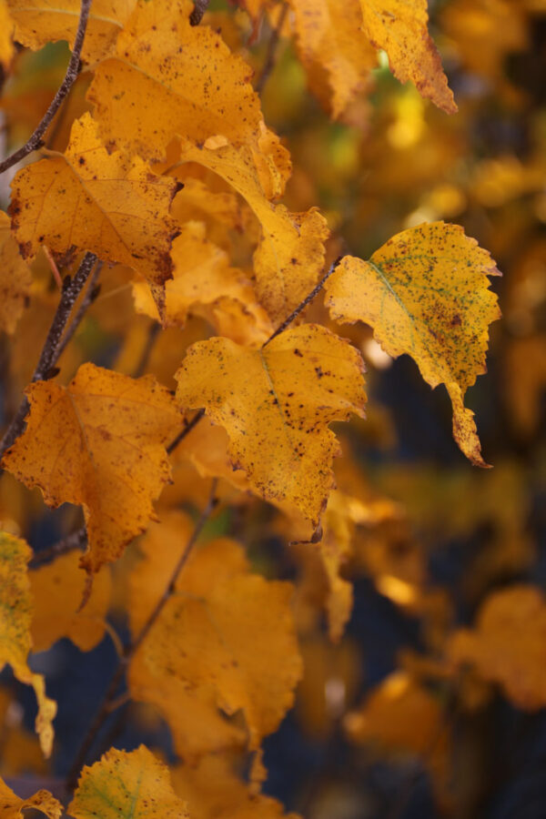 Betula pla. 'Jefpark' First Editions Parkland Pillar Birch, 10 gal - Image 2