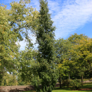 Betula pla. 'Jefpark' First Editions Parkland Pillar Birch, 10 gal