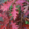 Quercus pal. - Pin Oak, 2.75" - Image 2