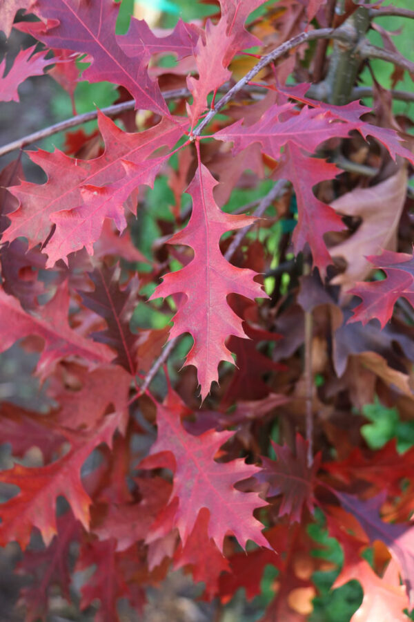 Quercus pal. - Pin Oak, 2.75" - Image 2