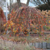 Prunus Pink Cascade® Pink Weeping Cherry, 20 gal #1 HD - Image 2