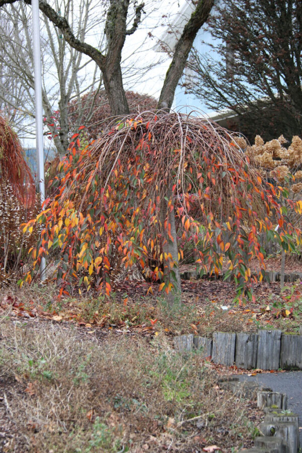 Prunus Pink Cascade® Pink Weeping Cherry, 20 gal #1 HD - Image 2