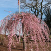 Prunus Pink Cascade® Pink Weeping Cherry, 20 gal #1 HD