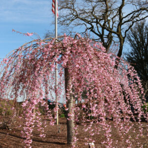 Prunus Pink Cascade® Pink Weeping Cherry, 20 gal #1 HD