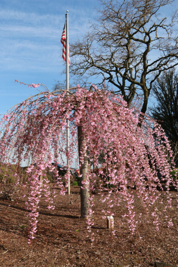 Prunus Pink Cascade® Pink Weeping Cherry, 20 gal #1 HD