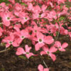 Cornus flo. - Pink Flowering Dogwood, 20 gal 1" - Image 2