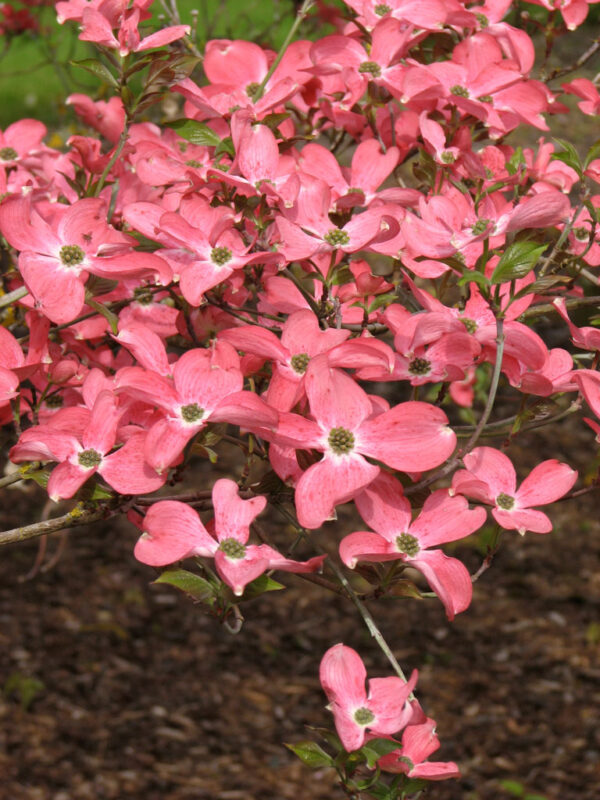 Cornus flo. - Pink Flowering Dogwood, 20 gal 1.25" - Image 2