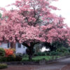Cornus flo. - Pink Flowering Dogwood, 20 gal 1"