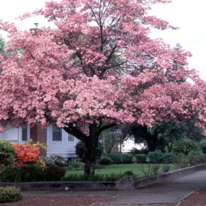 Cornus flo. - Pink Flowering Dogwood, 20 gal 1.25"