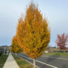 Carpinus bet. Pyramidal Hornbeam, 15 gal 1.25" - Image 2