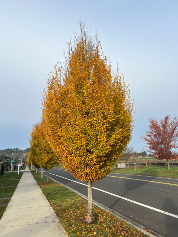 Carpinus bet. Pyramidal Hornbeam, 15 gal 1.25" - Image 2