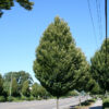 Carpinus bet. Pyramidal Hornbeam, 15 gal 1.25"