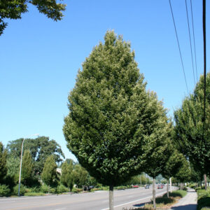 Carpinus bet. Pyramidal European Hornbeam, 15 gal 1.25-1.5" 8-10'