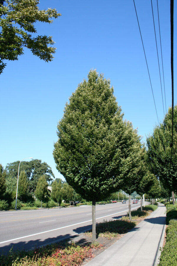 Carpinus bet. Pyramidal Hornbeam, 15 gal 1.25"