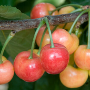 Prunus CHERRY Rainier Cherry, 7 gal