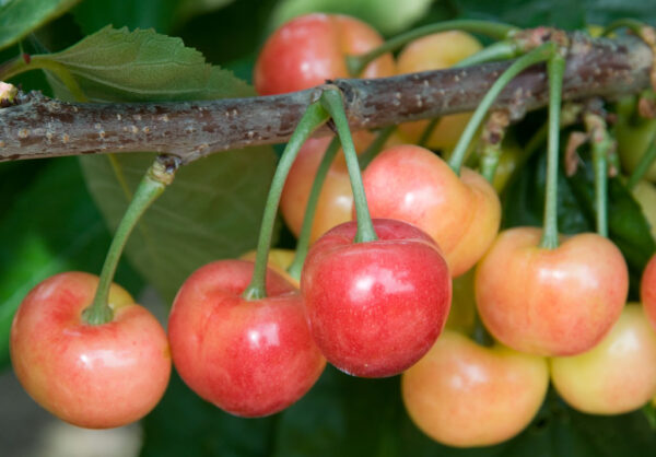 Prunus CHERRY Rainier Cherry, 7 gal